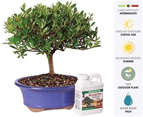Algopix Similar Product 3 - Brussels Live Gardenia Outdoor Bonsai