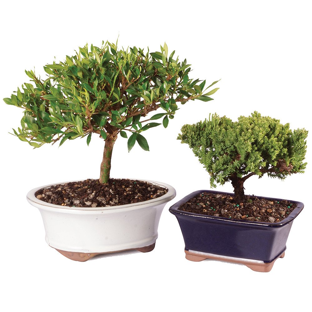Algopix Similar Product 17 - Brussels Live Gardenia and Green Mound