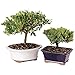 Algopix Similar Product 8 - Brussels Live Gardenia and Green Mound
