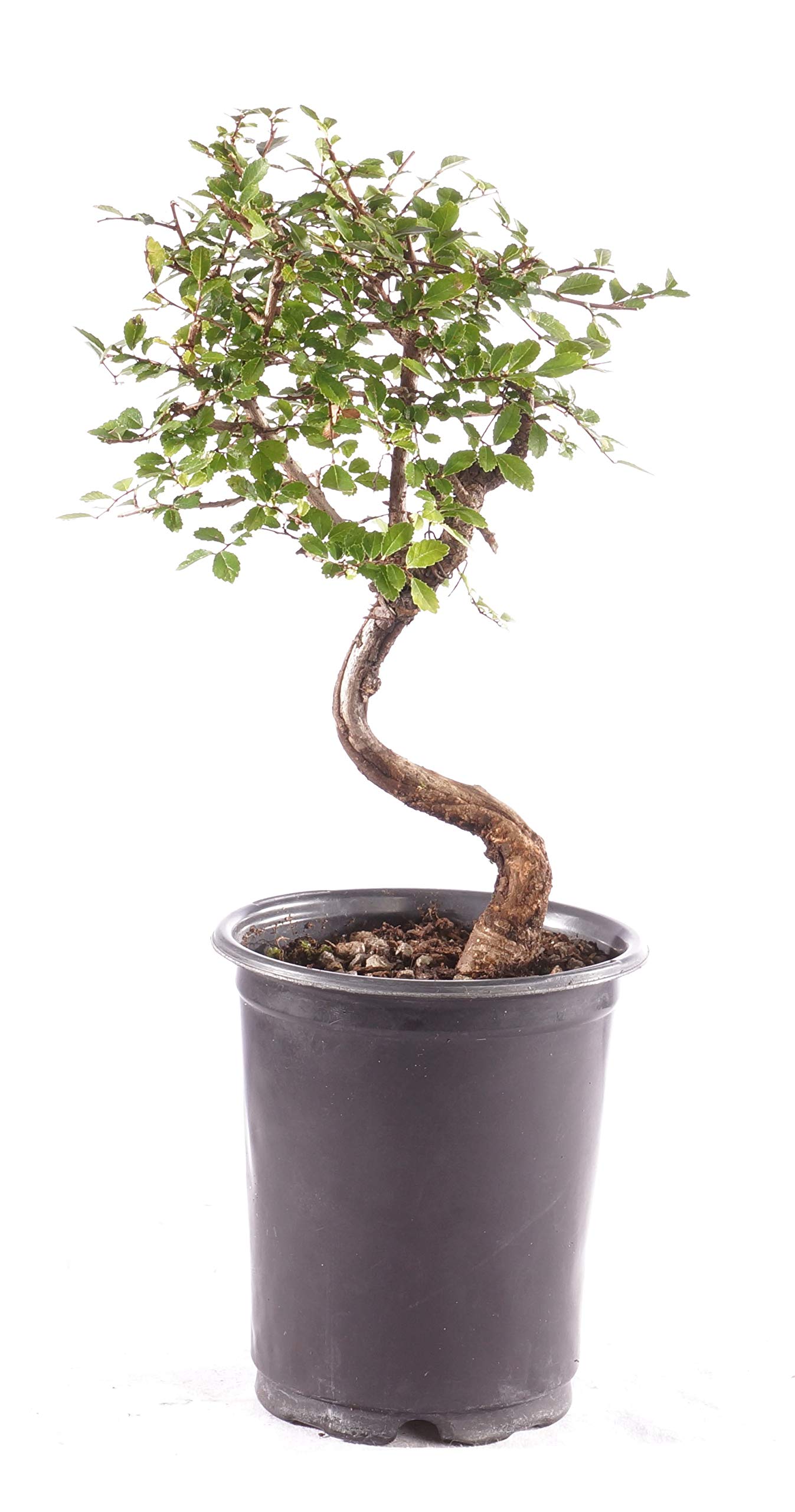 Algopix Similar Product 15 - Brussels Bonsai Live Chinese Elm
