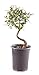 Algopix Similar Product 9 - Brussels Bonsai Live Chinese Elm