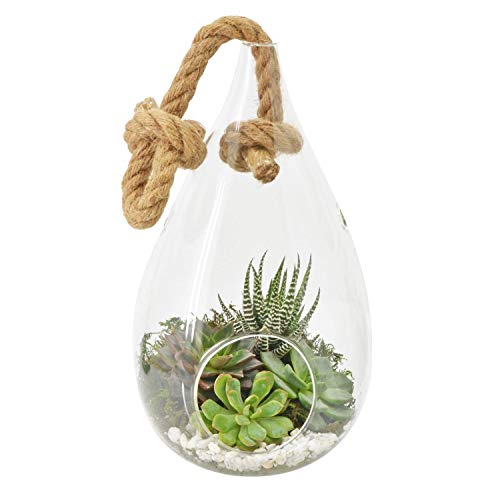 Algopix Similar Product 2 - Arcadia Garden Products TE23 Hanging