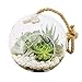Algopix Similar Product 11 - Arcadia Garden Products TE22 Hanging