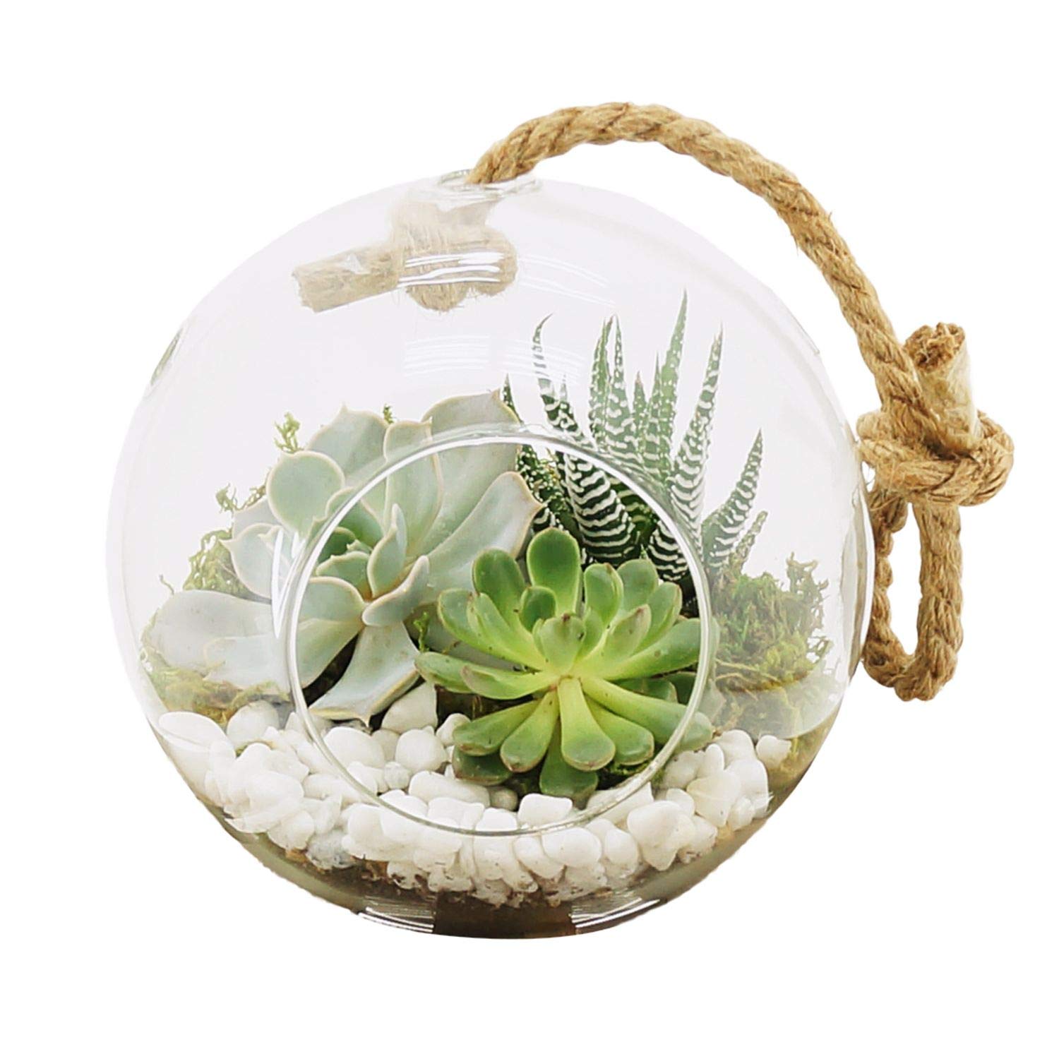 Algopix Similar Product 19 - Arcadia Garden Products TE22 Hanging