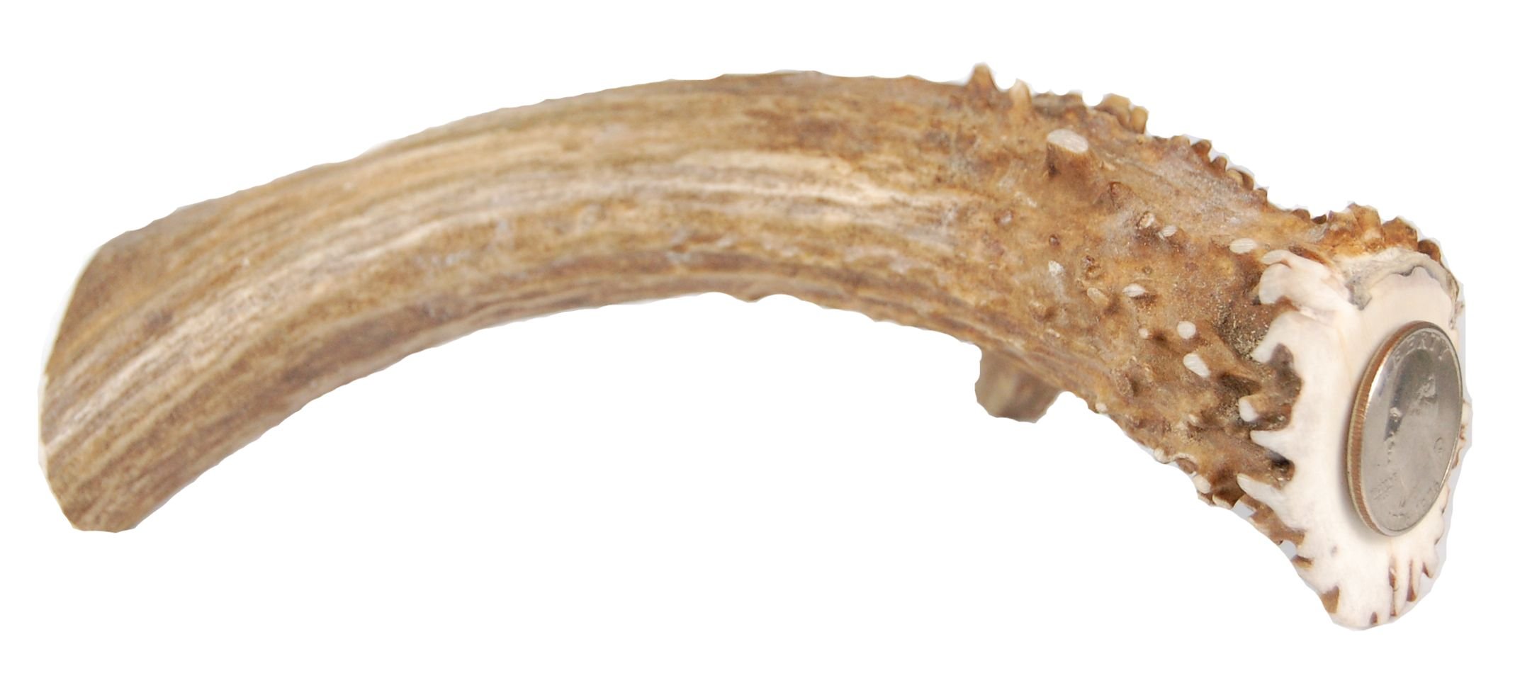 Algopix Similar Product 8 - Big Dog Antler Chews  XL Deer Antler
