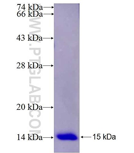 Algopix Similar Product 12 - Human CD81 Fusion Protein