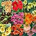 Algopix Similar Product 2 - Nasturtium seeds Set 9 pac variable