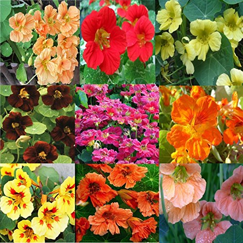 Algopix Similar Product 16 - Nasturtium seeds Set 9 pac variable