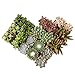 Algopix Similar Product 7 - Succulents Plants Live 6PK Potted