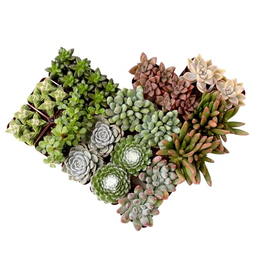 Algopix Similar Product 9 - Succulents Plants Live 6PK Potted