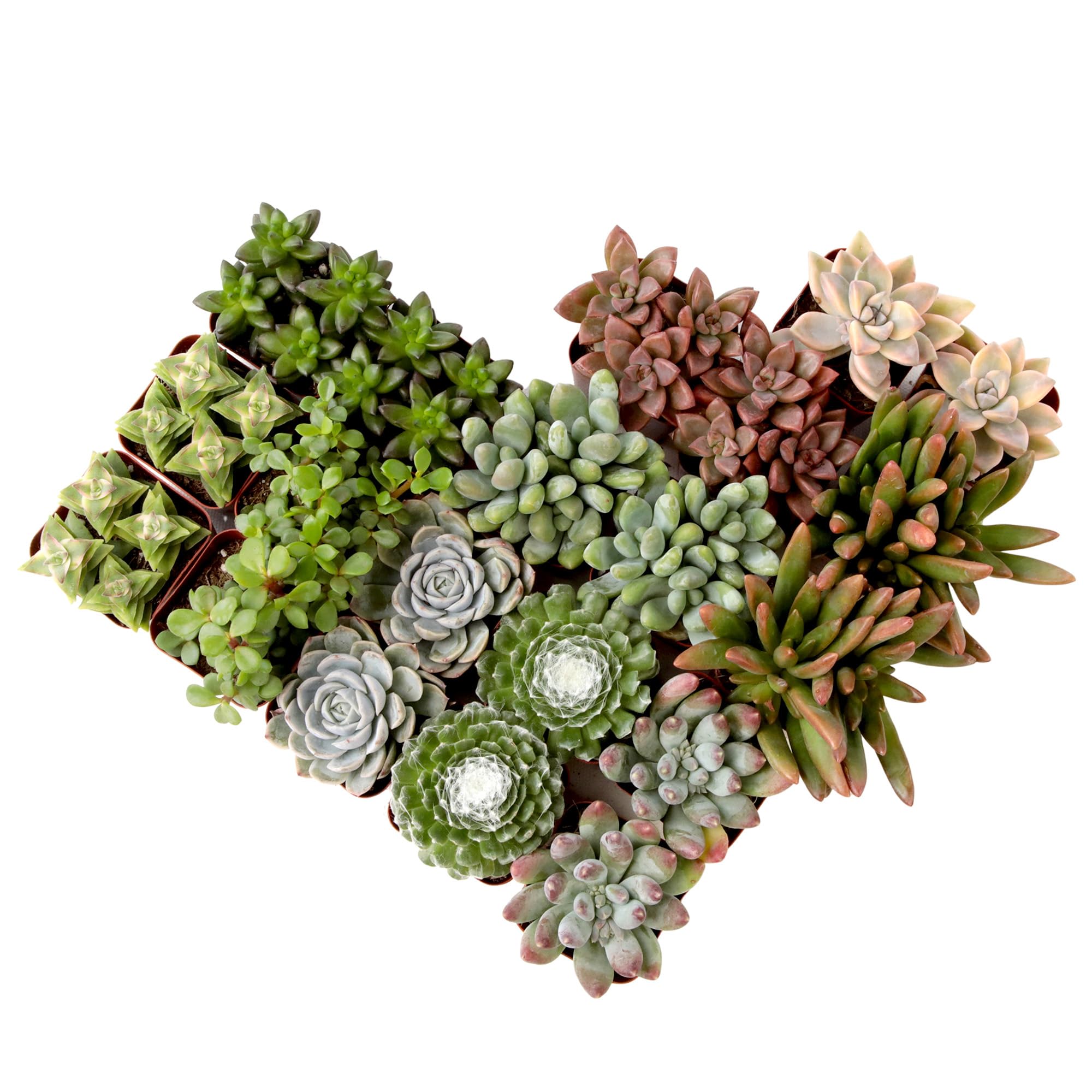 Algopix Similar Product 5 - Succulents Plants Live 6PK Potted