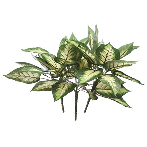Algopix Similar Product 11 - OakRidgeTM Hosta Bushes Set of 3 