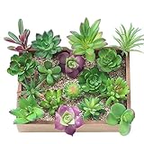 Algopix Similar Product 20 - KUUQA 16 Pcs Mixed Artificial Succulent