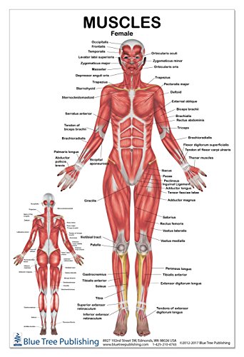 Algopix Similar Product 2 - Muscles Female Poster 1217inch for