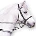 Algopix Similar Product 7 - William Hunter Equestrian Padded