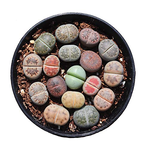 Algopix Similar Product 18 - Pack of 30 Live Small Exotic Lithops