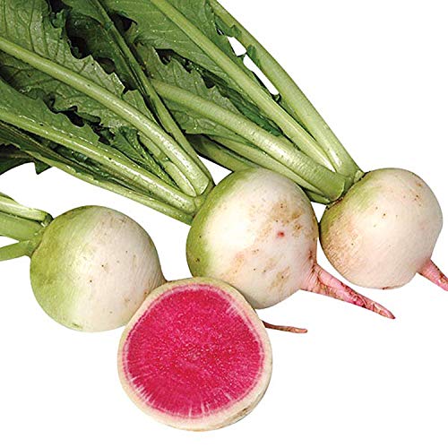 Algopix Similar Product 1 - Radish Watermelon Seeds  Untreated