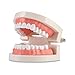 Algopix Similar Product 5 - Dental Adult Standard Teeth Model