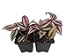 Algopix Similar Product 18 - Purple Wandering Jew  2 Plants  3