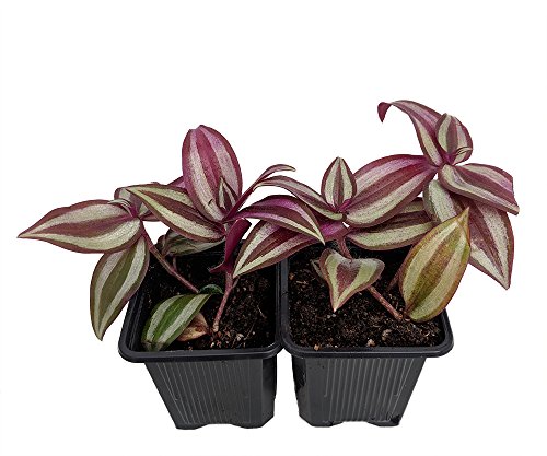 Algopix Similar Product 19 - Purple Wandering Jew  2 Plants  3