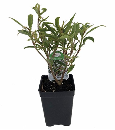 Algopix Similar Product 2 - Willow Leaf Weeping Fig  Ficus  25