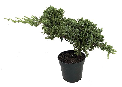 Algopix Similar Product 7 - Stylized Japanese Juniper Bonsai Tree 