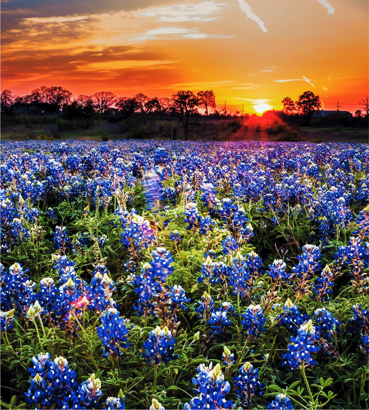Algopix Similar Product 2 - Texas Wildflower Jigsaw Puzzle A