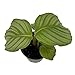 Algopix Similar Product 9 - Orbit Peacock Plant  Calathea