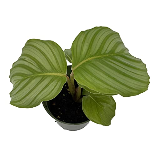 Algopix Similar Product 6 - Orbit Peacock Plant  Calathea