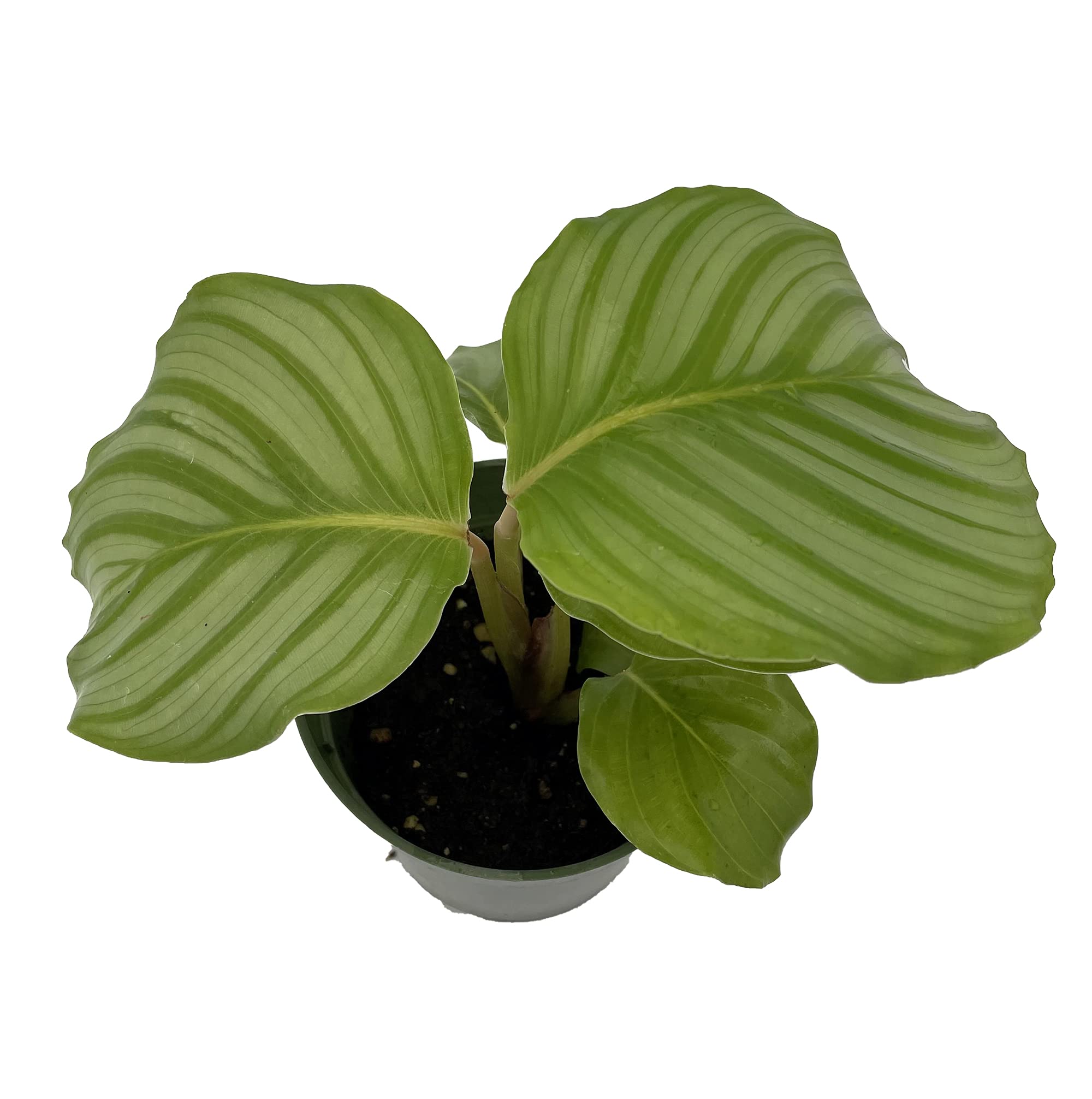 Algopix Similar Product 10 - Orbit Peacock Plant  Calathea