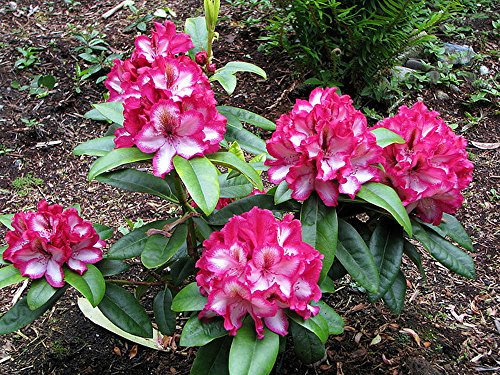 Algopix Similar Product 10 - Pomegranate Splash Rhododendron  A Wow