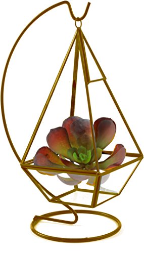 Algopix Similar Product 16 - Circleware 32506 Terraria Terrarium