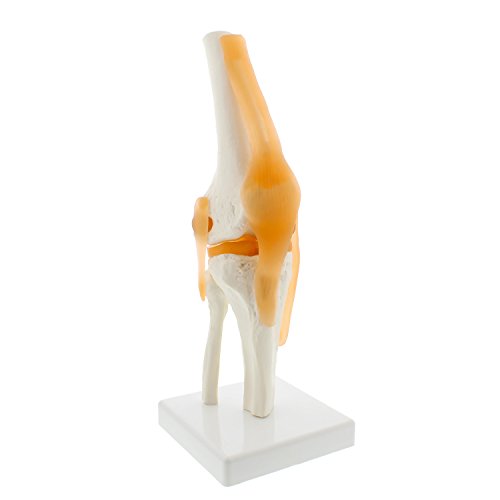 Algopix Similar Product 19 - MonMed Life Size Human Knee Joint Model