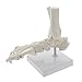 Algopix Similar Product 1 - MonMed Medical Models Life Size Foot