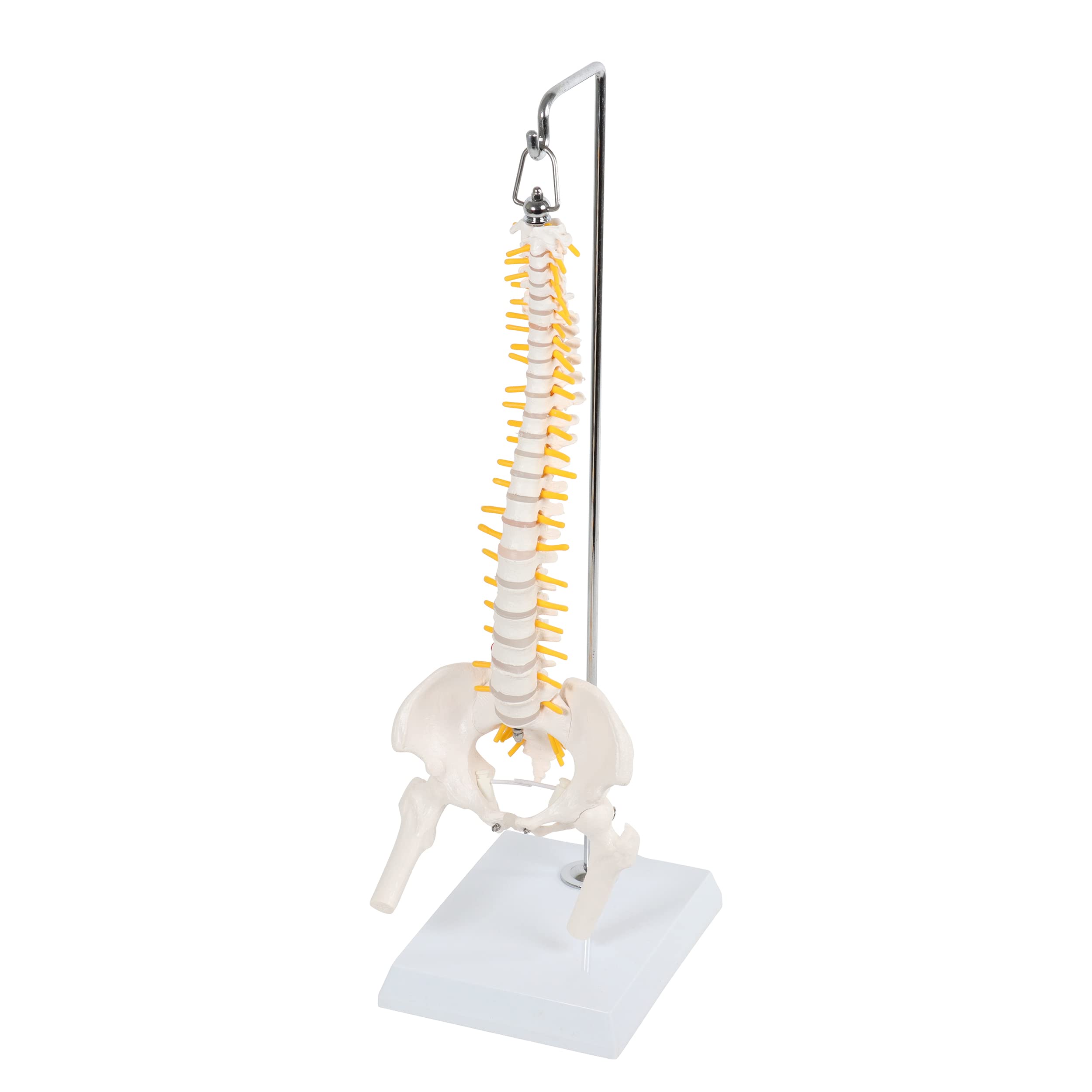 Algopix Similar Product 20 - MonMed Miniature Vertebral Column Model