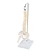 Algopix Similar Product 16 - MonMed Miniature Vertebral Column Model