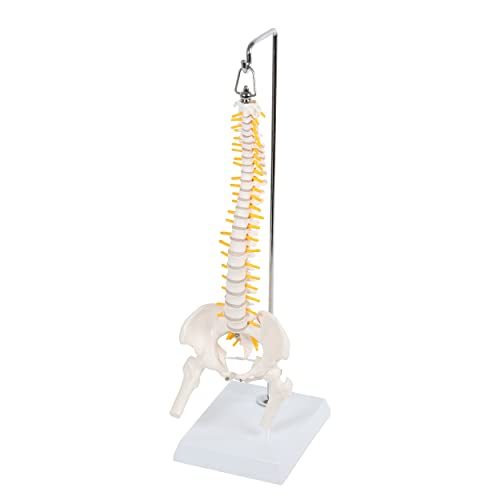 Algopix Similar Product 18 - MonMed Miniature Vertebral Column Model