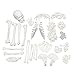 Algopix Similar Product 1 - MonMed Medical Skeleton Model  Life