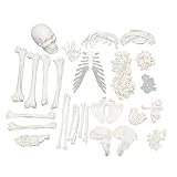 Algopix Similar Product 1 - MonMed Medical Skeleton Model  Life