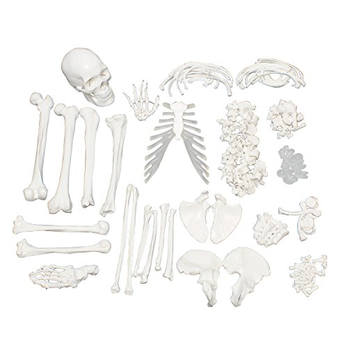 Algopix Similar Product 15 - MonMed Medical Skeleton Model  Life