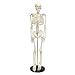 Algopix Similar Product 18 - MonMed Medical Skeleton Model 335in
