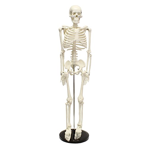 Algopix Similar Product 18 - MonMed Medical Skeleton Model 335in
