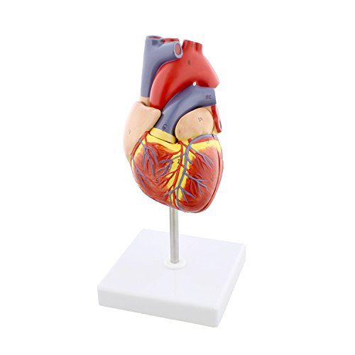 Algopix Similar Product 7 - MonMed Anatomical Heart Model Human