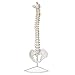 Algopix Similar Product 20 - MonMed Life Size Vertebral Column Model
