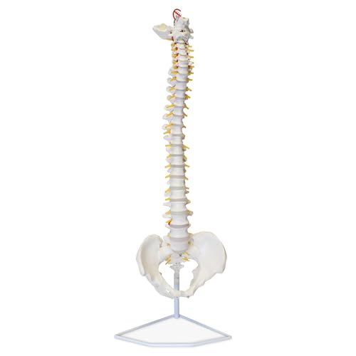 Algopix Similar Product 10 - MonMed Life Size Vertebral Column Model