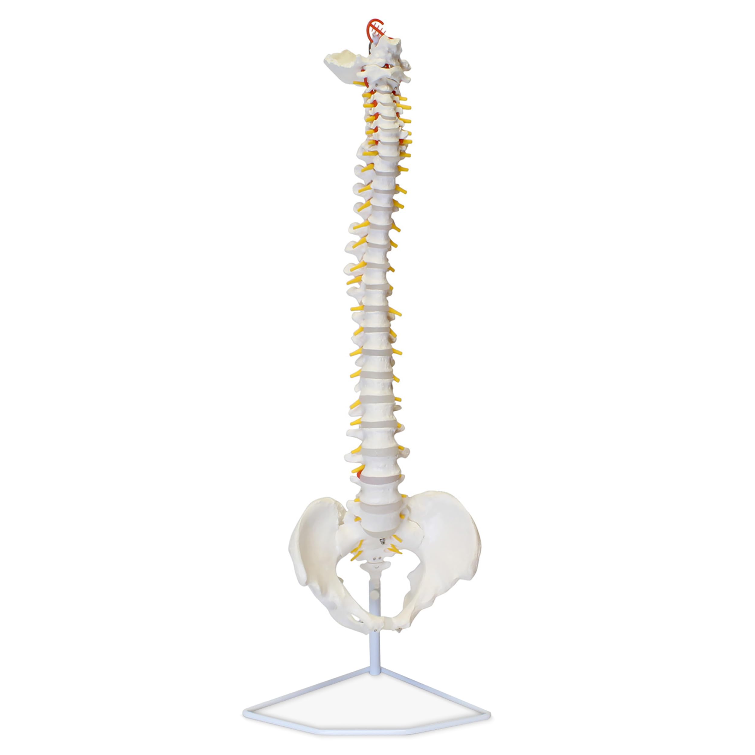 Algopix Similar Product 11 - MonMed Life Size Vertebral Column Model