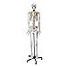 Algopix Similar Product 14 - MonMed Numbered Medical Skeleton Model