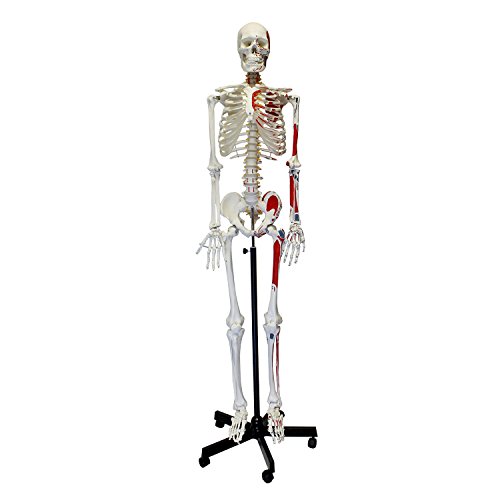 Algopix Similar Product 10 - MonMed Numbered Medical Skeleton Model