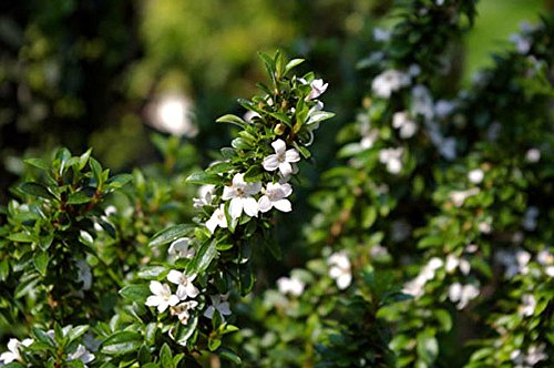 Algopix Similar Product 15 - Yatsabusa Snowrose Tree  Serissa 