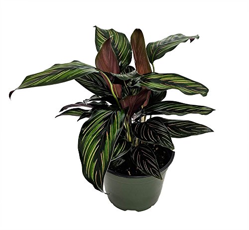 Algopix Similar Product 13 - Beauty Star Peacock Plant  Calathea 